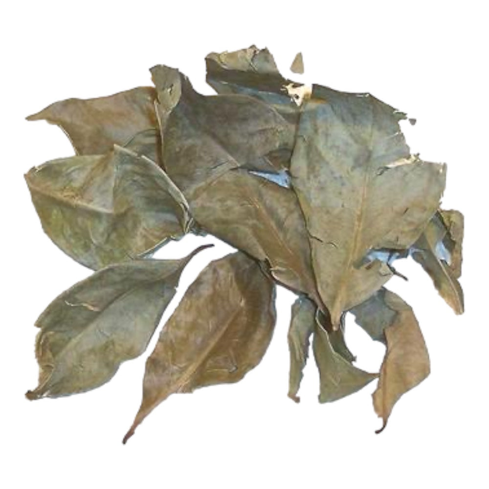 Daun Salam (Indonesian Bay Leaf)