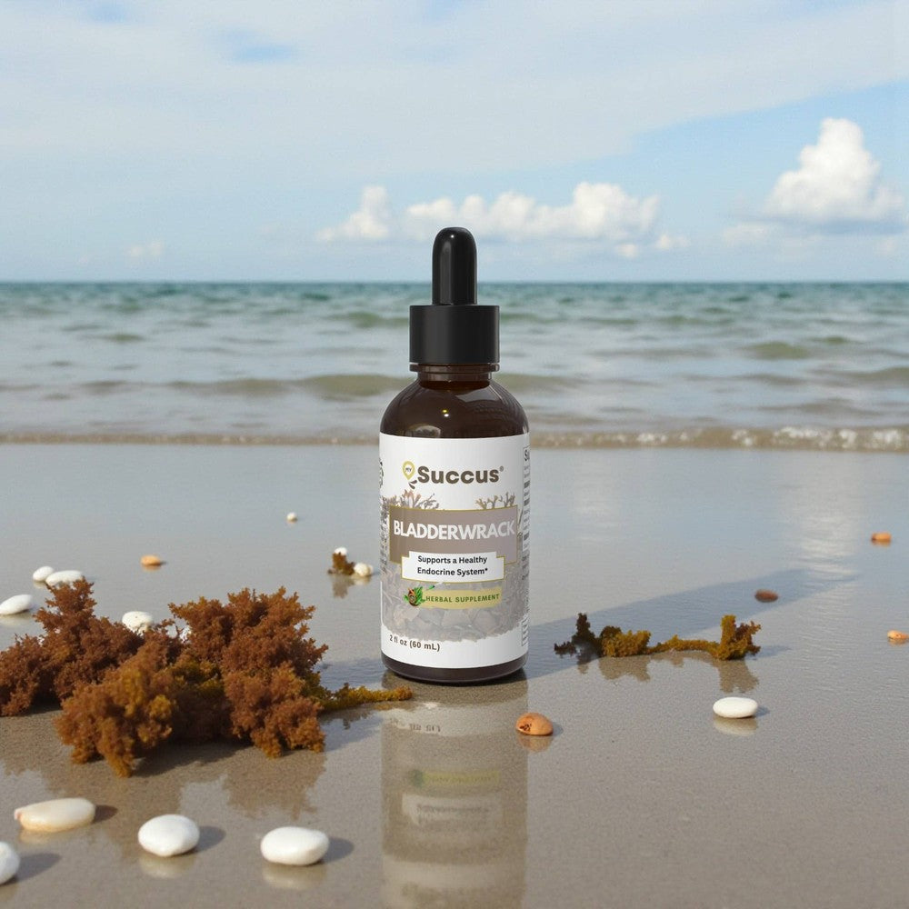 Succus - Bladderwrack Herbal Extract | Seaweed Mineral Support - Alcohol Free / 1 fl oz