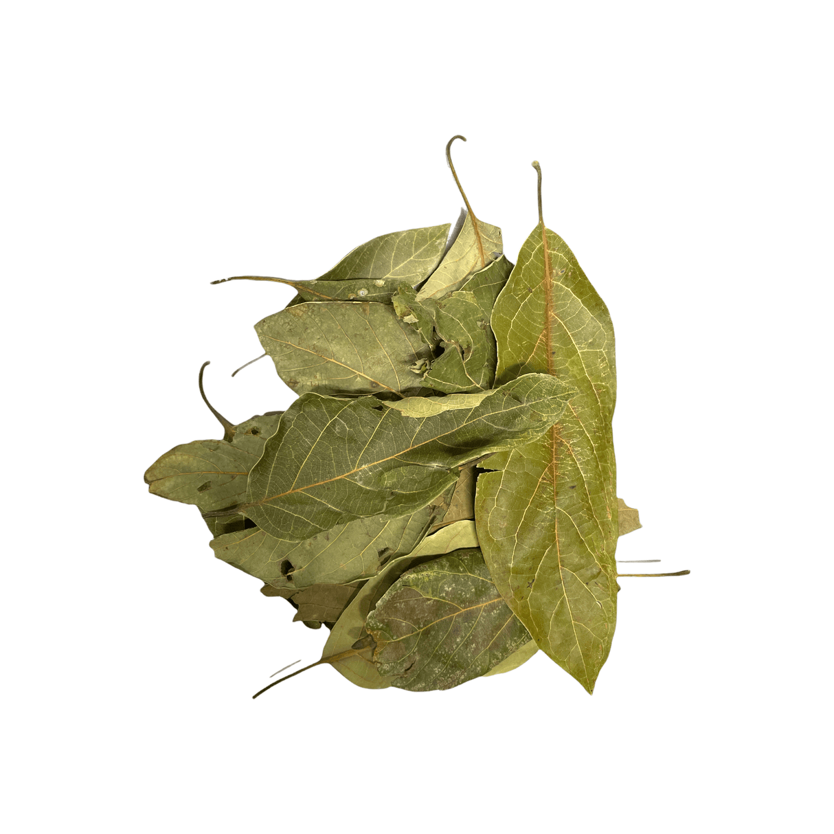 Avocado Leaves