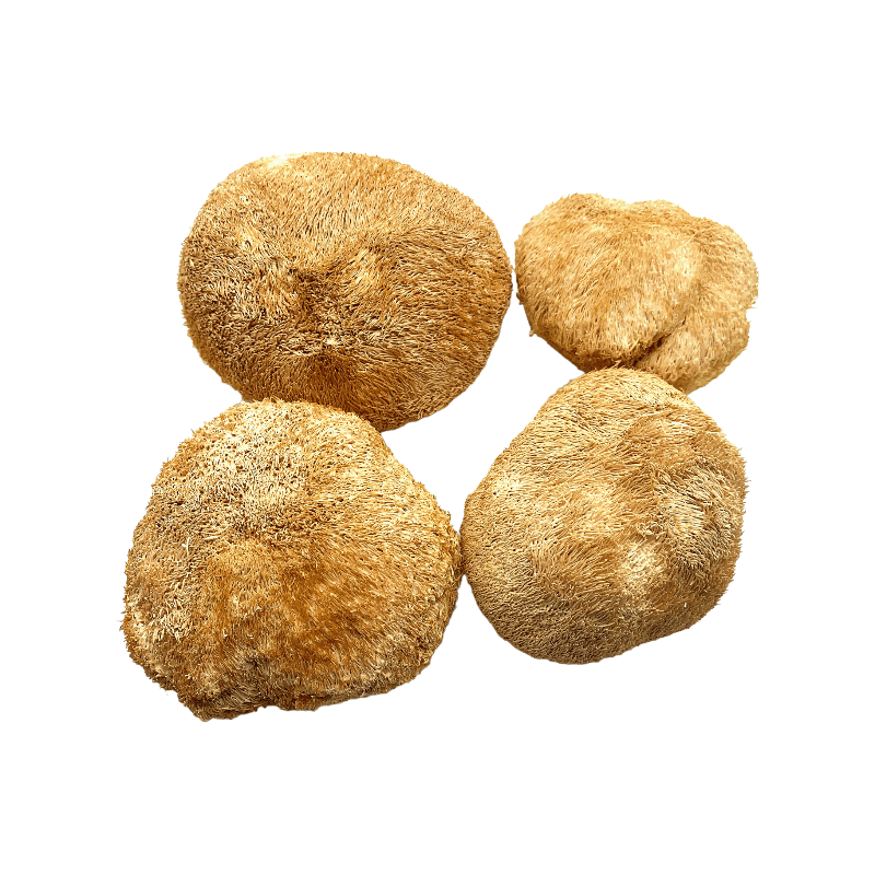 Lion's Mane Mushrooms (Hericium Erinaceus)