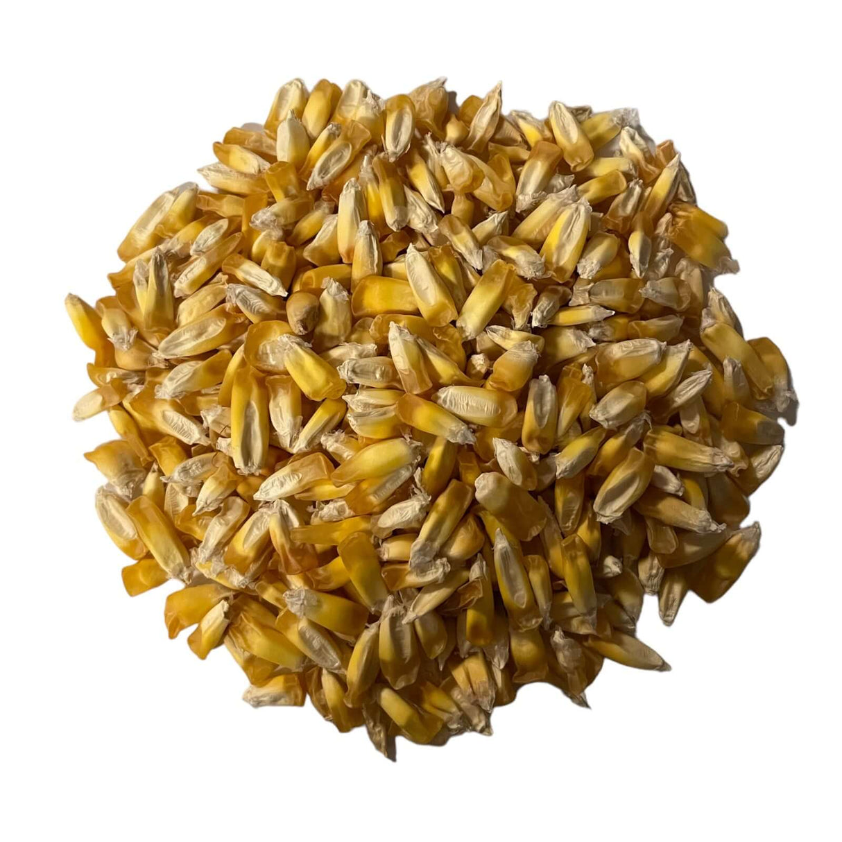Maiz Chulpe (Chulpe Corn)