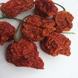 Trinidad Moruga Scorpion Pods - hot sauce market & more